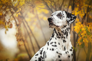 portrait of dalmatian dog in autumn