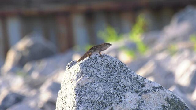 Common brown anole showing his red