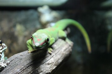 Green lizard Madagascar Gecko phelsuma