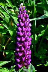 Lila Lupine (Nahaufnahme)