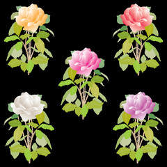 Vector image of delicate colorful garden roses