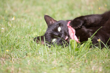 Katze speilt mit Minikissen im Garten
