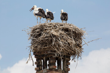 Störche mit Nest auf einem Kamin