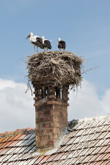 Störche mit Nest auf einem Kamin
