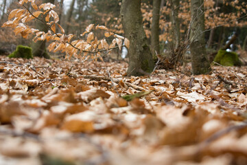 Herbstlaub