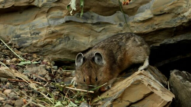 American Pika in rocks eating