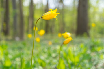 Bright colored yellow wild woodland tulips tulipa sylvestris in early spring light with a bokeh in the background