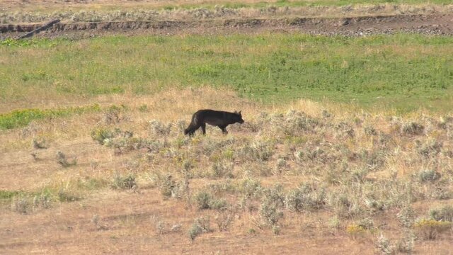 Black wolf walking in field smells something then stops to eat