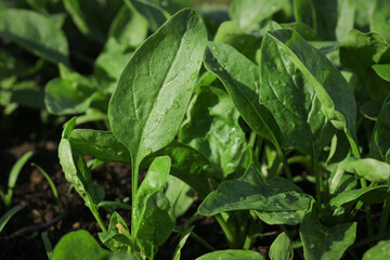 Fresh organic leaves of spinach in the garden. Young shoots of spinach in vegetable garden. Spinach bed.