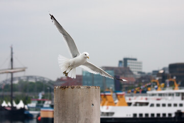 Möwe