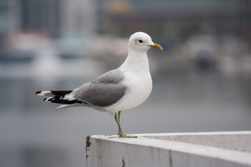 Möwe