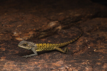 Garden lizard Calotes 