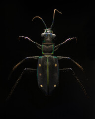 Fototapeta premium Beautiful tiger beetle black background studio detail