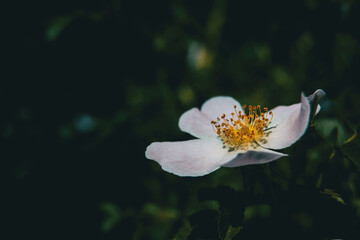 white rosa canina flower in nature