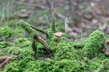 fallen tree trunk in the forest, moss everywhere, natural