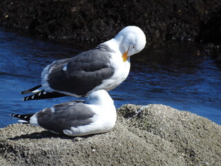 A pair of seagulls relaxing on the rocky shores of Monterey Bay, California. 