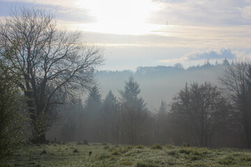 fog in the forest