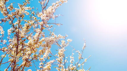 Plum branch with flowers in the sun, copy space