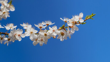 Cherry plum branch with flowers on a background of blue sky in sunny weather