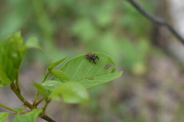 insects on a tree branch in the forest