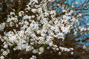 Plum blossoms. White plum flowers on a tree