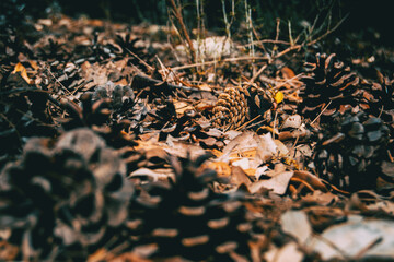 pine cones and needles on the ground of a field