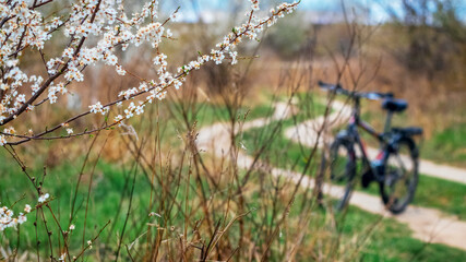 Bicycle near a dirt road and cherries with flowers