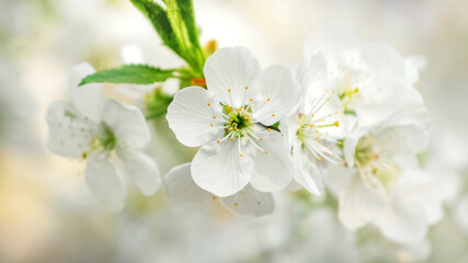 Obraz na płótnie Canvas Cherry flowers close up on a light background