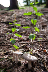 Pilze im Wald