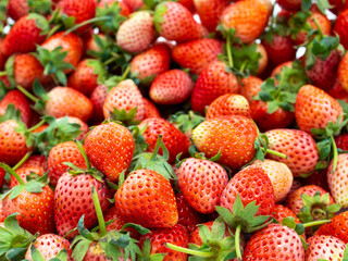 Close up and focus in front of the fresh organic  strawberry background