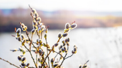 Willow branches with fluffy cats near the river in sunny weather