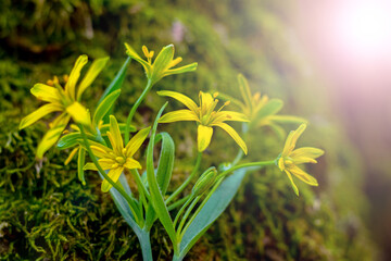 Yellow spring flowers in the forest near a tree with moss
