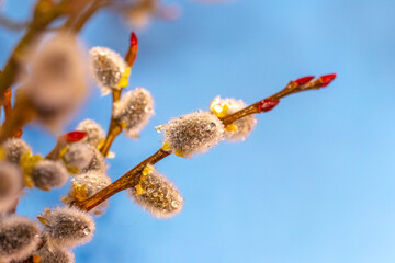 Fototapeta premium Willow branches with fluffy catkins and dewdrops on a blue background