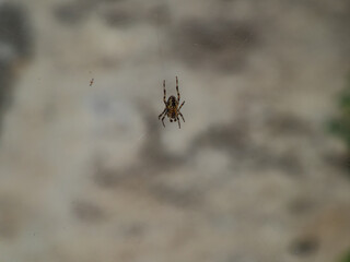 Spider in the center of a web