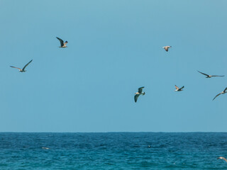 Group of gulls flying over the sea
