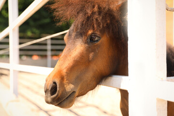 Cute pony in paddock on sunny day. Pet horse