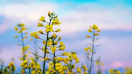Yellow rapeseed flowers on a background of blue sky with a blurred background
