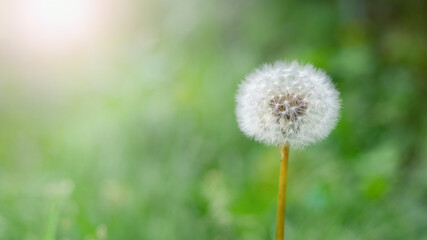 White dandelion among the green grass in sunny weather