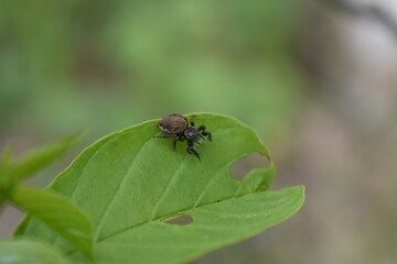 insects on a tree branch in the forest