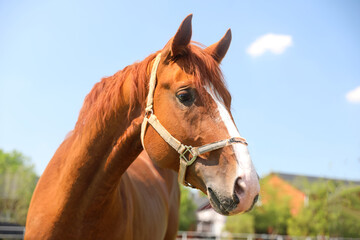 Chestnut horse outdoors on sunny day. Beautiful pet