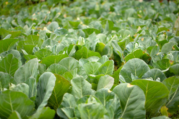 Field of green cabbages