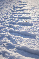 Car track in fresh snow