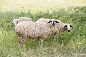 Sheep grazing on pasture on a hot summer day