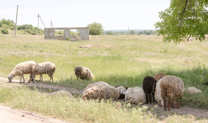 Sheep grazing on pasture on a hot summer day