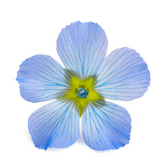  Flax Flower head