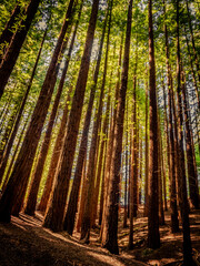Fototapeta premium View of the Sequoia Tree forest in Cabezón de la Sal - Santander (Spain)