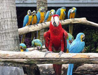 green-winged parrot Aro