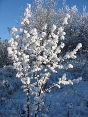 trees in the snow in winter