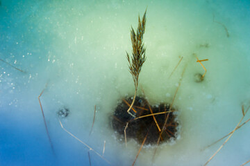 Close up reed on frozen lake in winter time
