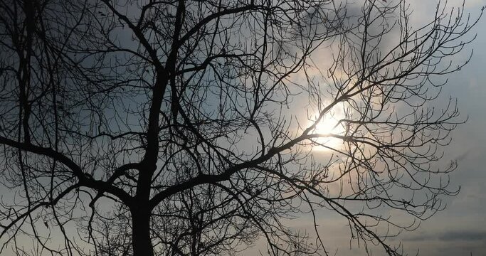 Bare trees branches moving in the wind in a park, sun liht flaring through